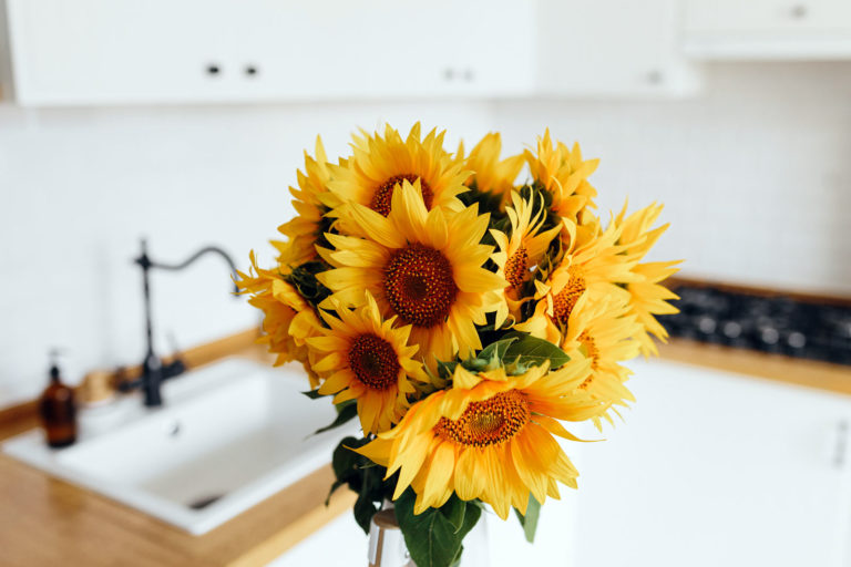 Tournesol en pot : intérieur ou extérieur, comment le planter