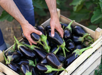 Semis, culture et récolte des aubergines