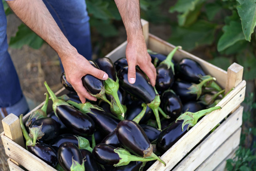 Semis, culture et récolte des aubergines