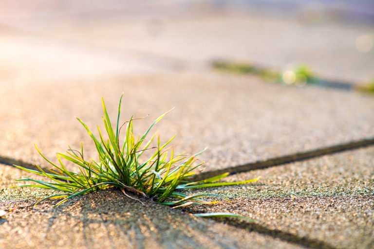 Dalles et allées : comment enlever les mauvaises herbes facilement ?