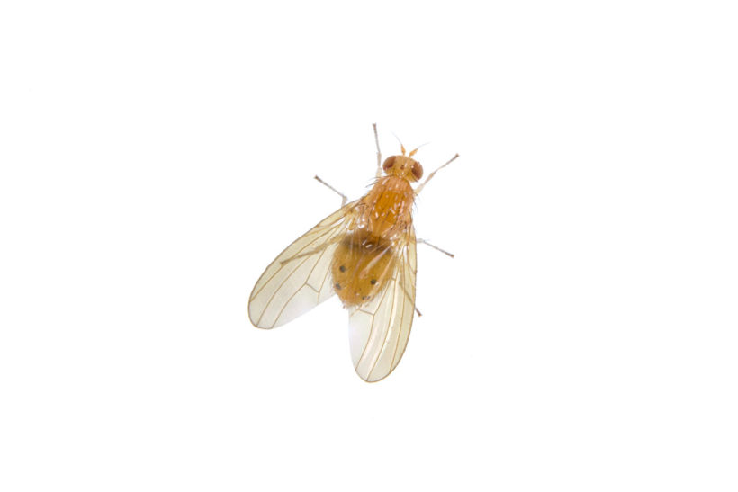 Drosophila suzukii, comment lutter contre la drosophile du ceriser ?