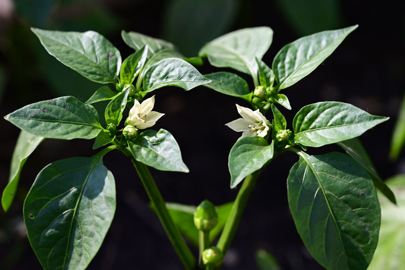 comment améliorer la production de mes poivrons au potager ?