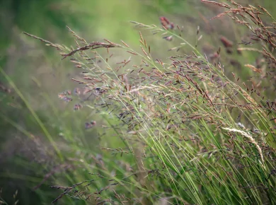 Festuca arundinacea