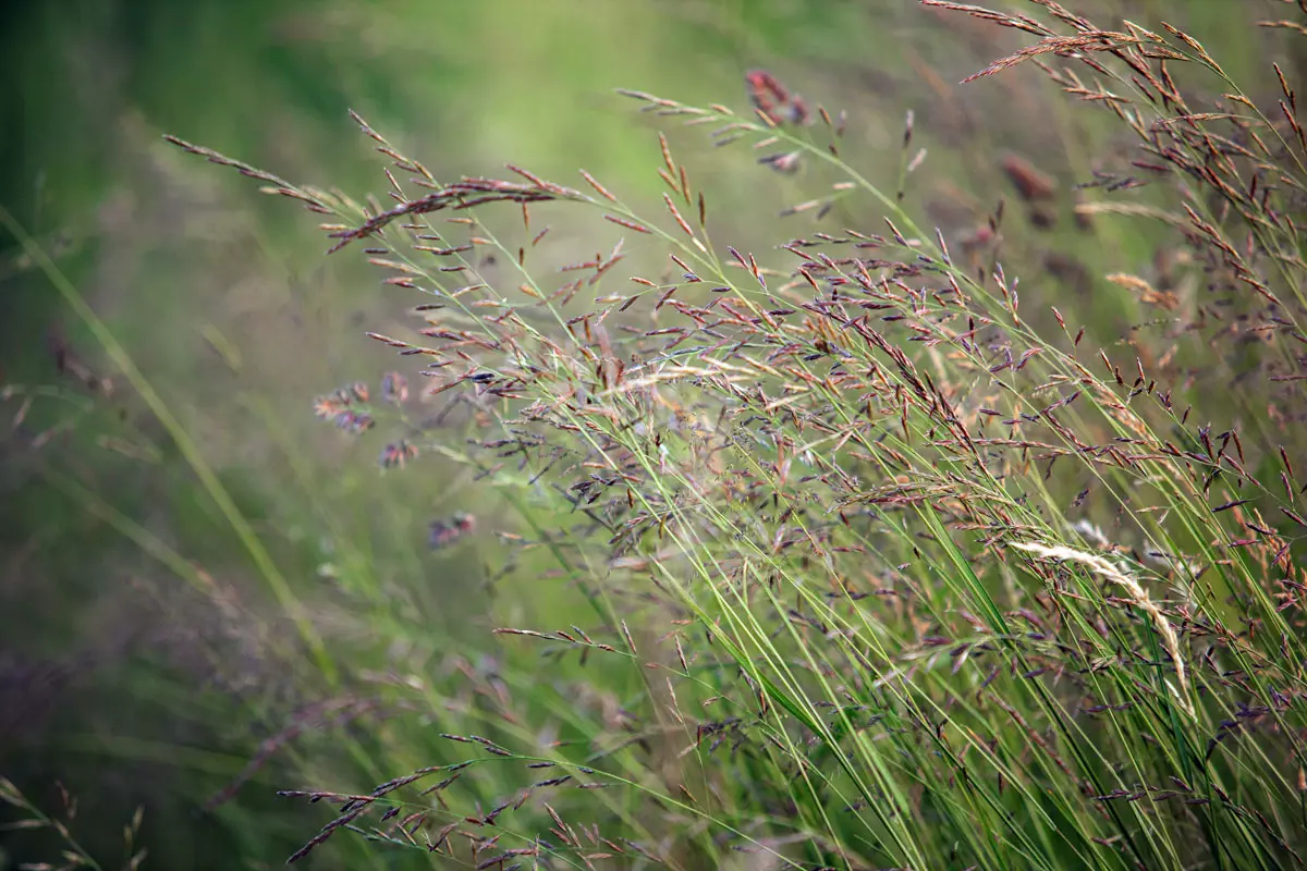 Festuca arundinacea