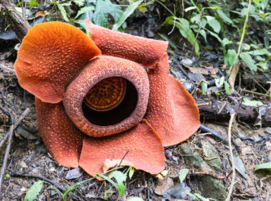 Testez vos connaissances sur les plantes mystérieuses : êtes-vous incollable ?