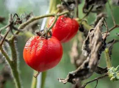 comment vaincre moisissure et champignon du potager