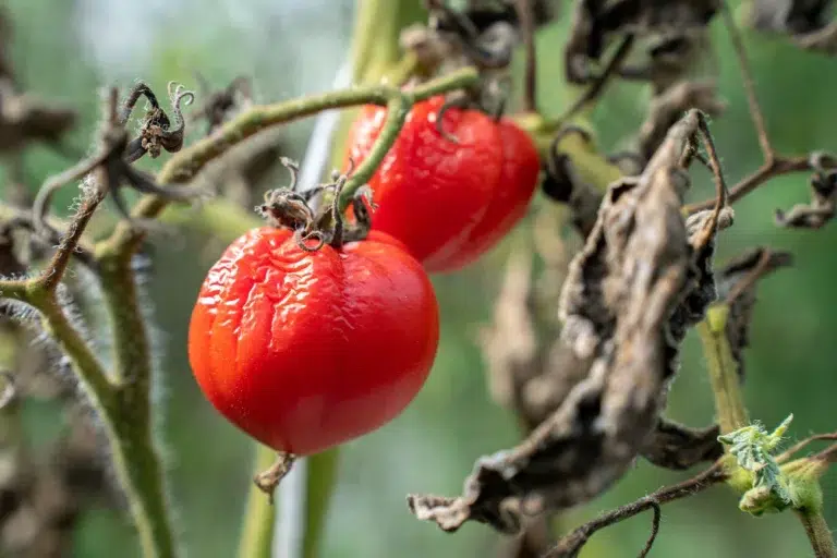 comment vaincre moisissure et champignon du potager