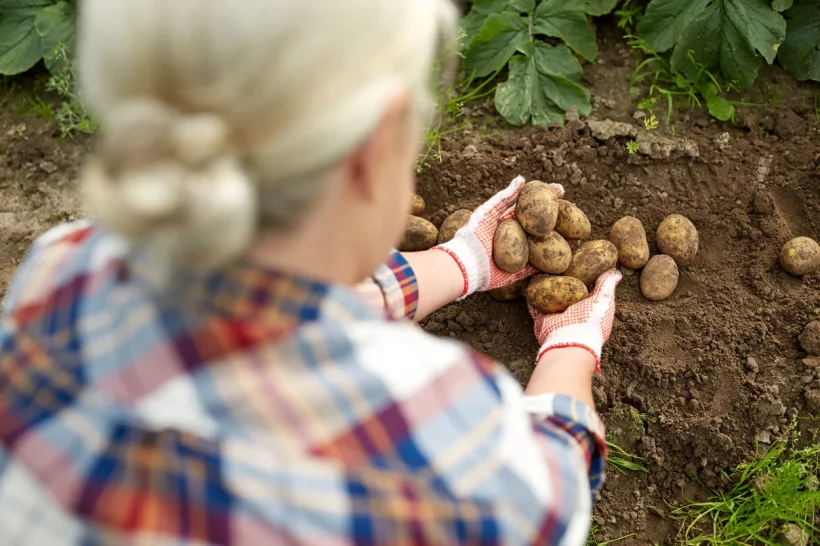 les maladies des pommes de terre de votre jardin