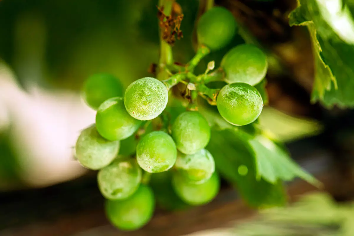 les maladies de la vigne et du raisin