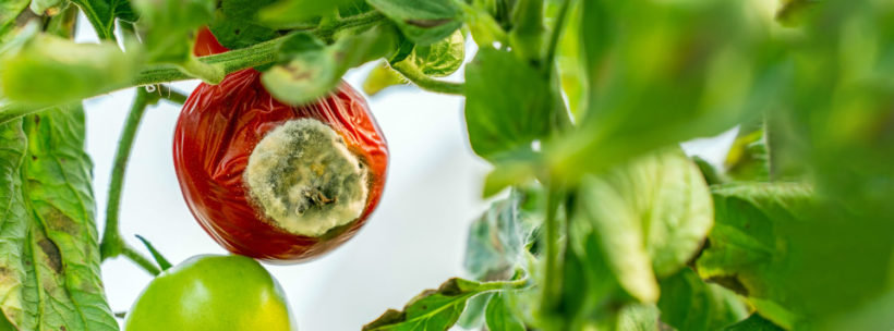 le mildiou : comment le combattre et sauver vos tomates ?