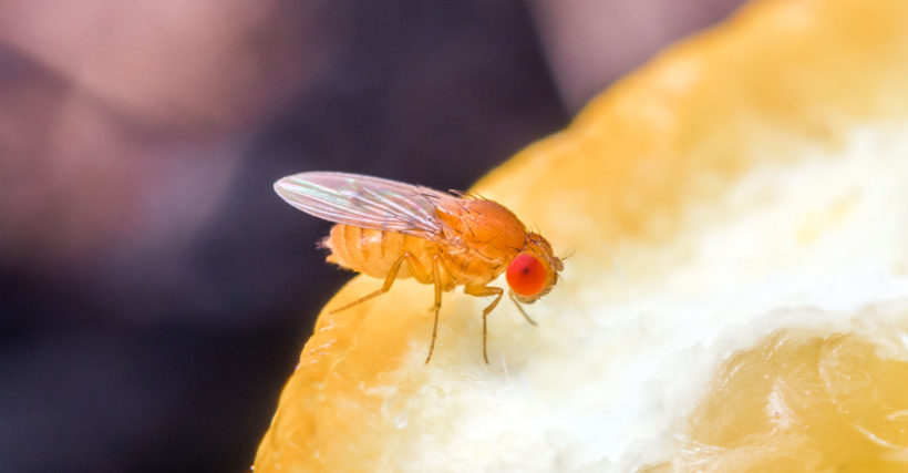drosophile japonaise : reconnaitre et éradiquer la mouche asiatique