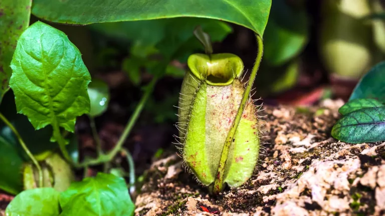 comment créer une collection de plante carnivore à la maison ?