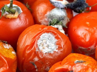 oïdium de la tomate : tout savoir pour bien le traiter