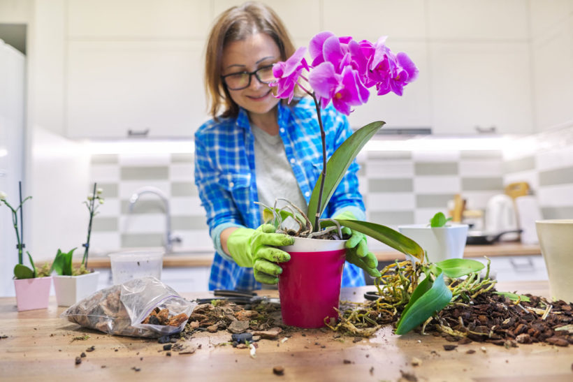 pourquoi votre orchidée ne fleurit pas et comment la sauver ?