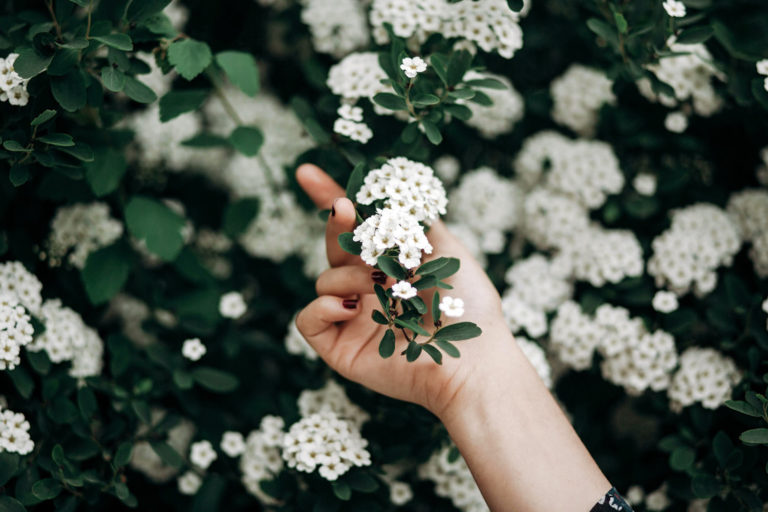 Cultivez votre jardin médicinal cet été pour combattre les inflammations du quotidien