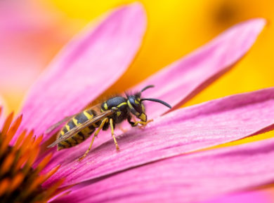 les plantes pour éloigner naturellement les guêpes du balcon