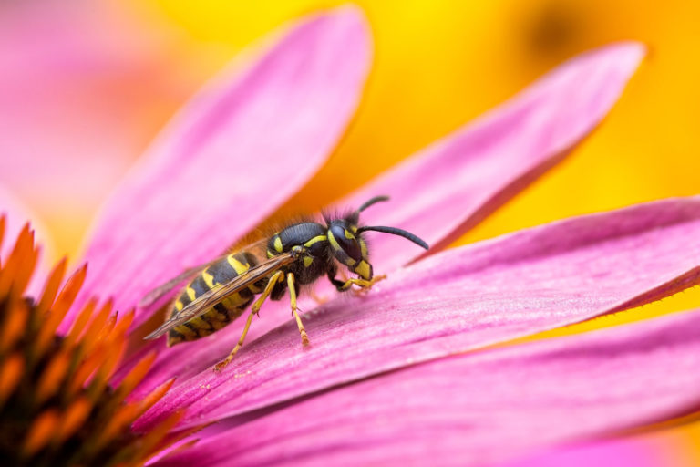 les plantes pour éloigner naturellement les guêpes du balcon