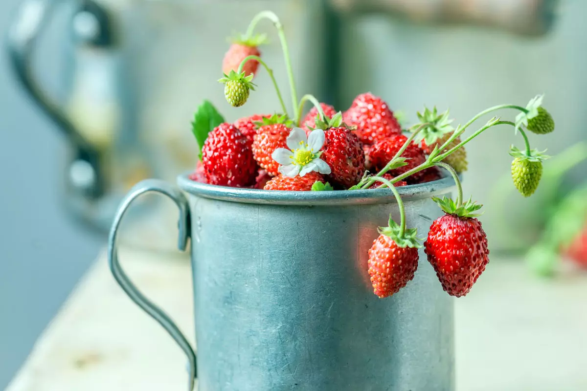 quoi planter en été au jardin et au potager ?