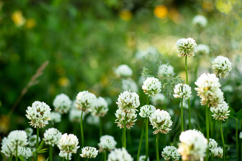 Des plantes bio-indicatrices de la nature des sols