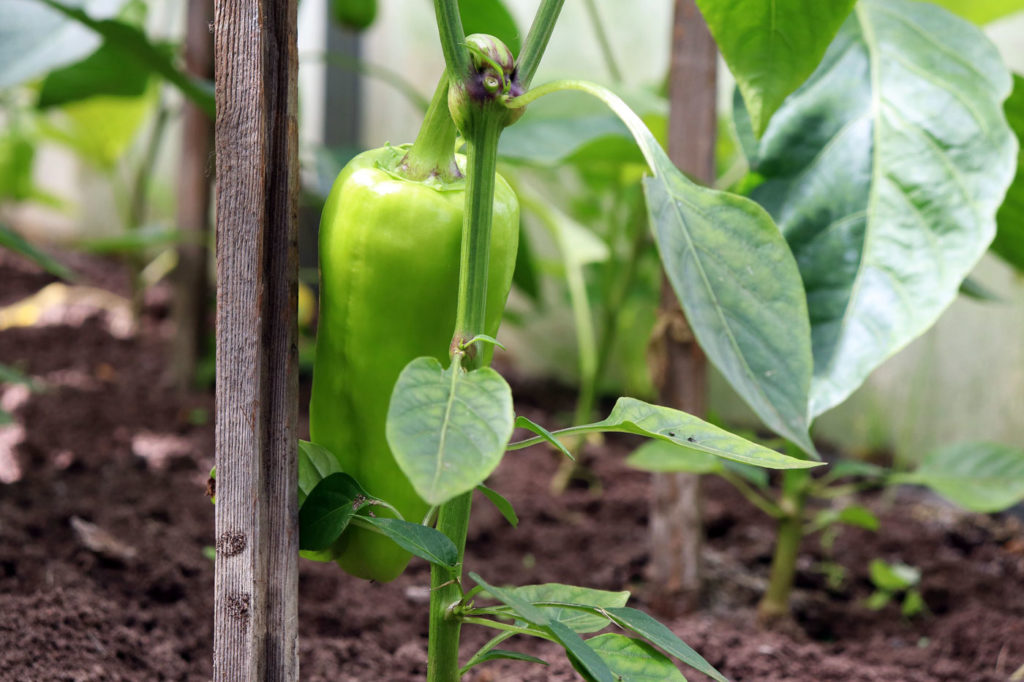 Mes poivrons ne donnent pas de légumes : pourquoi ?