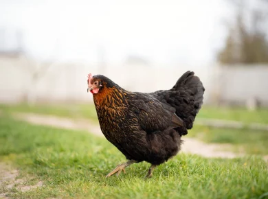 les poules du jardin, votre allié contre le frelon asiatique