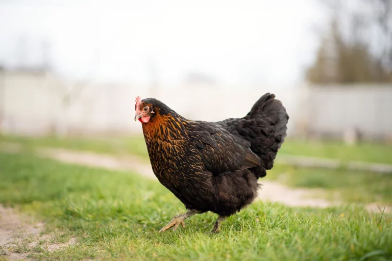 les poules du jardin, votre allié contre le frelon asiatique