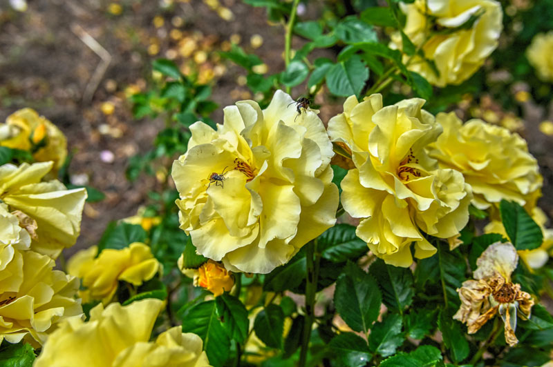 Quelle est la principale cause du jaunissement des feuilles chez les rosiers ?