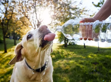 comment bien protégez votre chien de la canicule lors des promenades