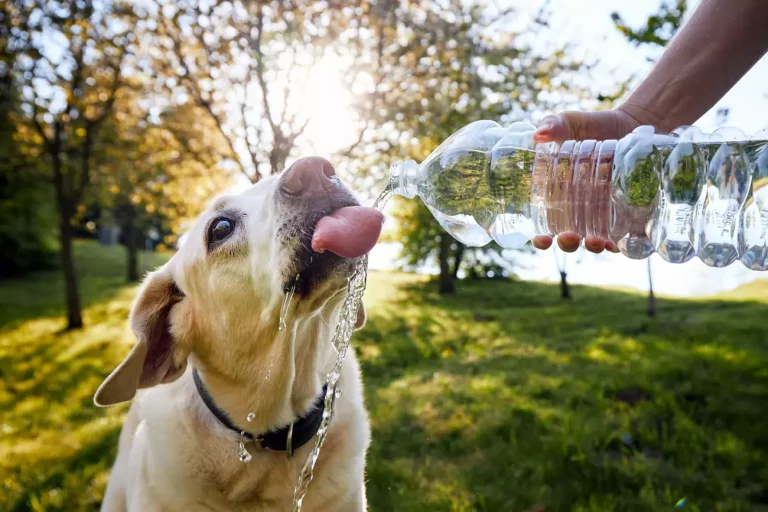 comment bien protégez votre chien de la canicule lors des promenades