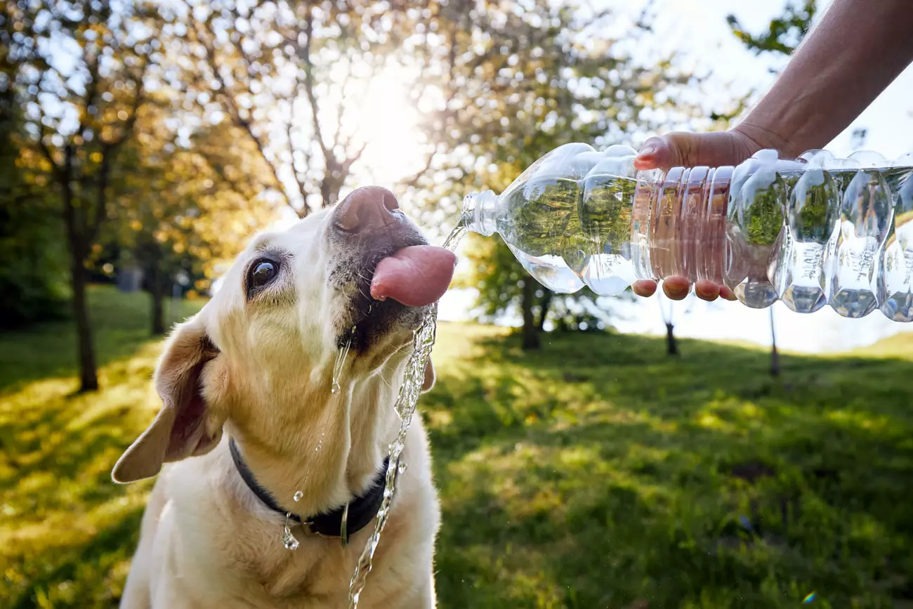 comment bien protégez votre chien de la canicule lors des promenades