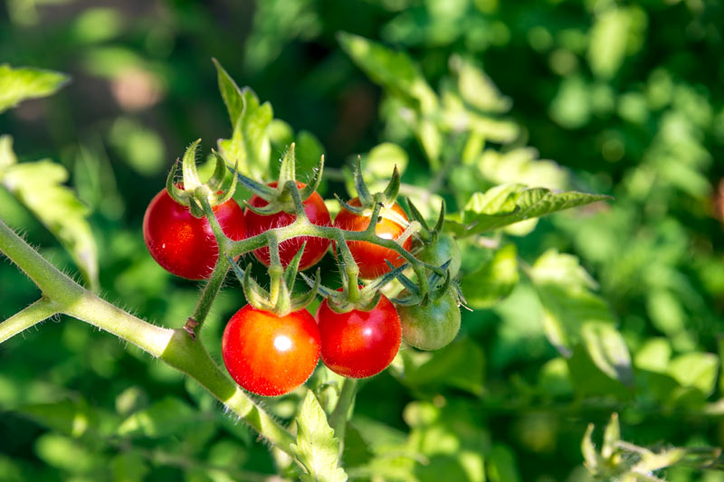 comment se débarrasser des nuisibles sur vos tomates ?