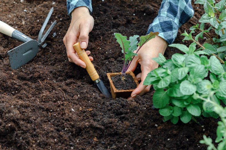 comment Protégez vos semis du potager