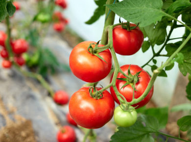 les stratégies éprouvées pour repousser les Insectes de vos Tomates