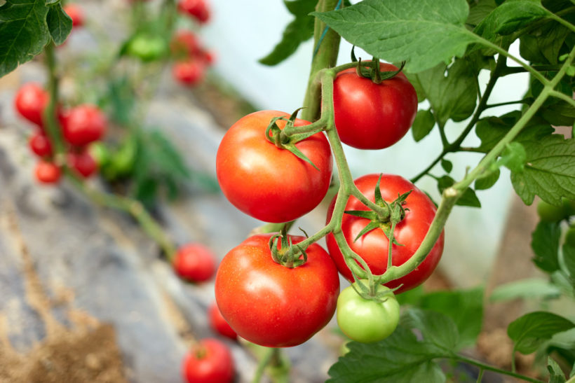 les stratégies éprouvées pour repousser les Insectes de vos Tomates
