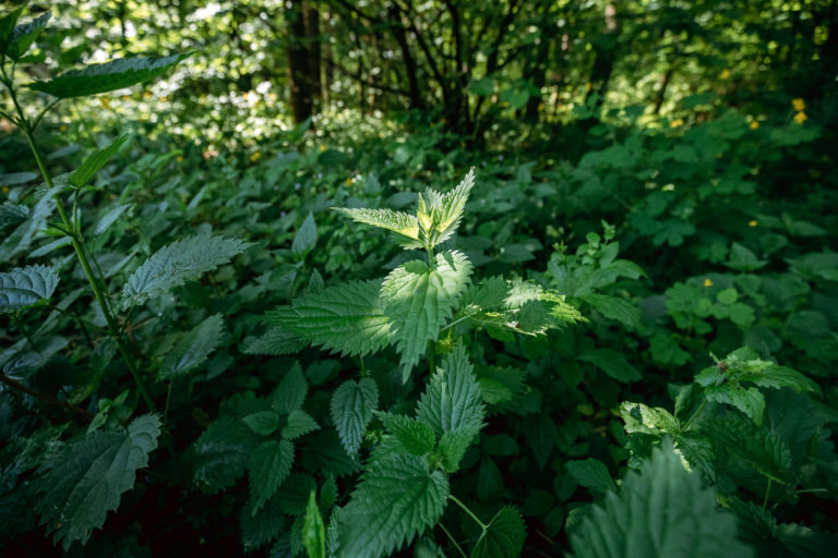 Découvrez le secret d'un jardin verdoyant grâce au purin d'orties