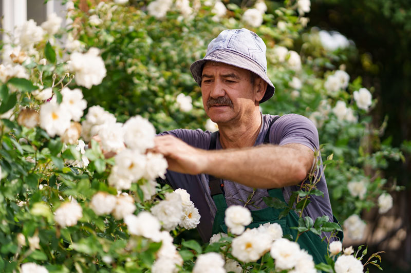 Quelle est la meilleure période de l'année pour tailler les rosiers ?