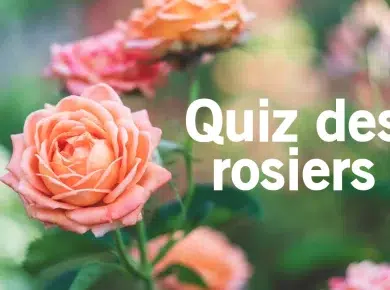 Quiz des rosiers du jardin : êtes vous incollable ?