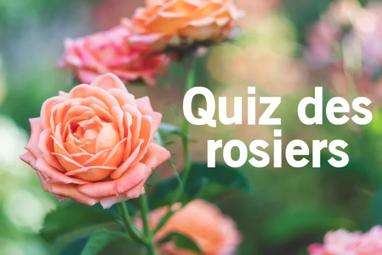 Quiz des rosiers du jardin : êtes vous incollable ?