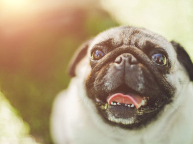Alerte canicule : votre chien est-il en danger