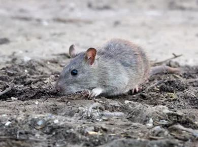rat dans compost : que faire ?