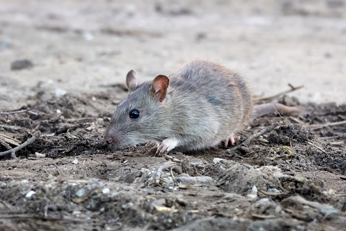 rat dans compost : que faire ?