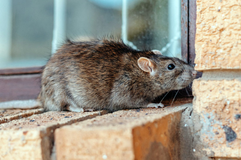Les rats s'invitent dans votre jardin en été, même par canicule