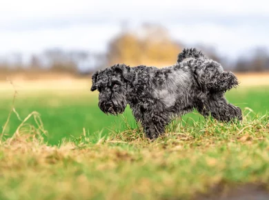 recette anti pipi chien maison