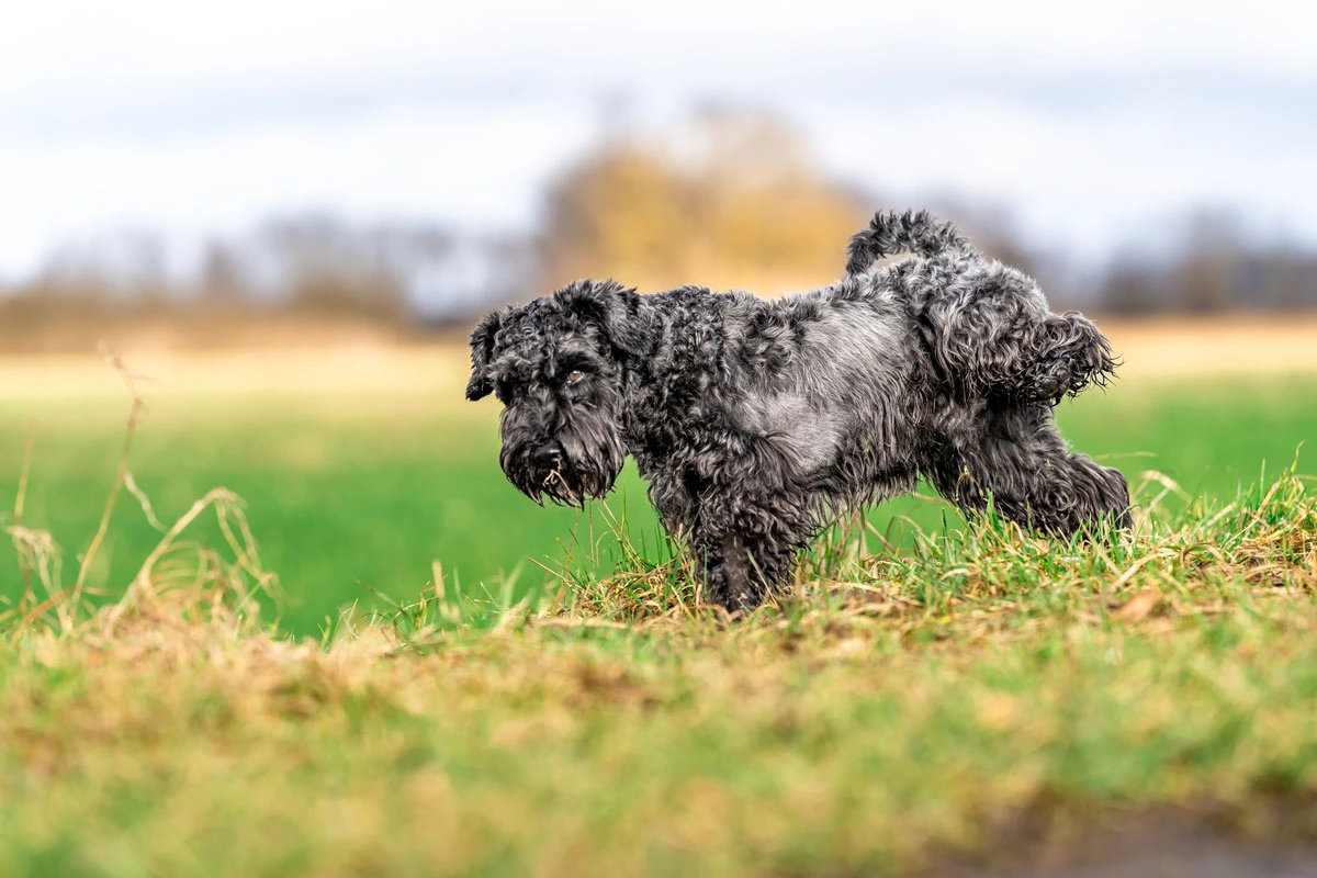 recette anti pipi chien maison