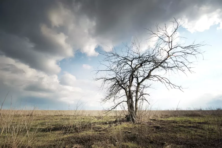 Comment savoir facilement si un arbre est mort dans votre jardin ?