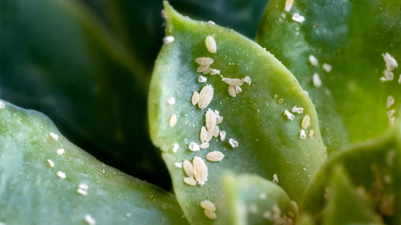 comment bien reconnaître les cochenilles sur un citronnier ?