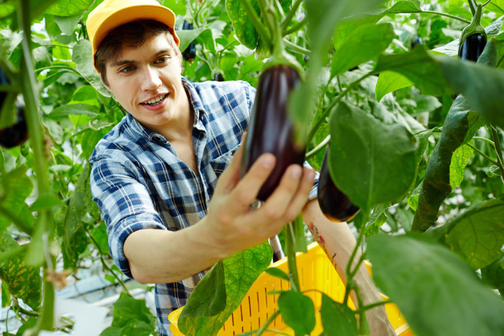 Pourquoi les feuilles de mes aubergines blanchissent ?