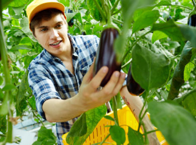 Pourquoi les feuilles de mes aubergines blanchissent ?