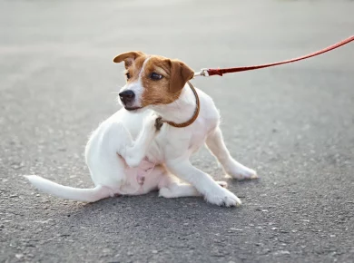 des remèdes naturels contre les puces des chiens et chats