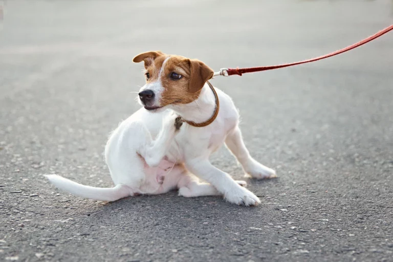 des remèdes naturels contre les puces des chiens et chats